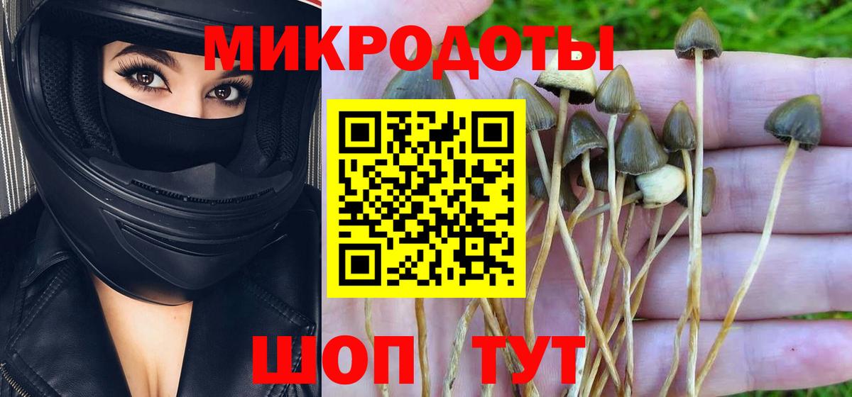 Славгород  Галлюциногенные грибы Cubensis  Вход с VPN 
